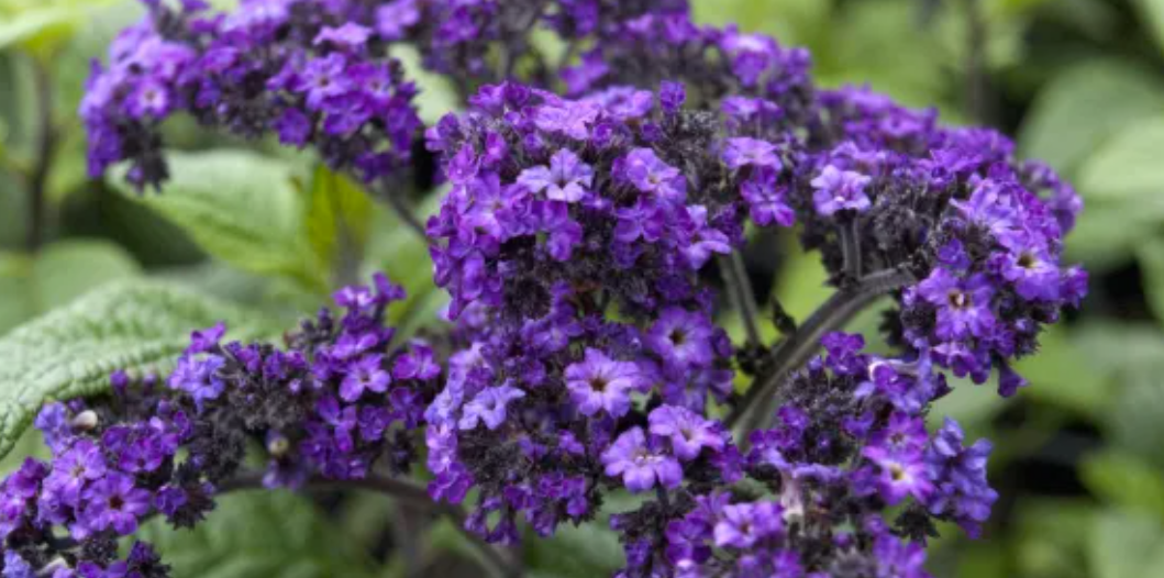 Heliotropium arborescens Plum Pie