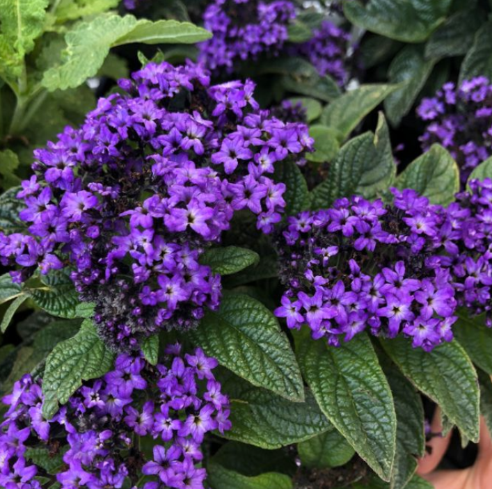Heliotropium arborescens Scentropia Dark Blue