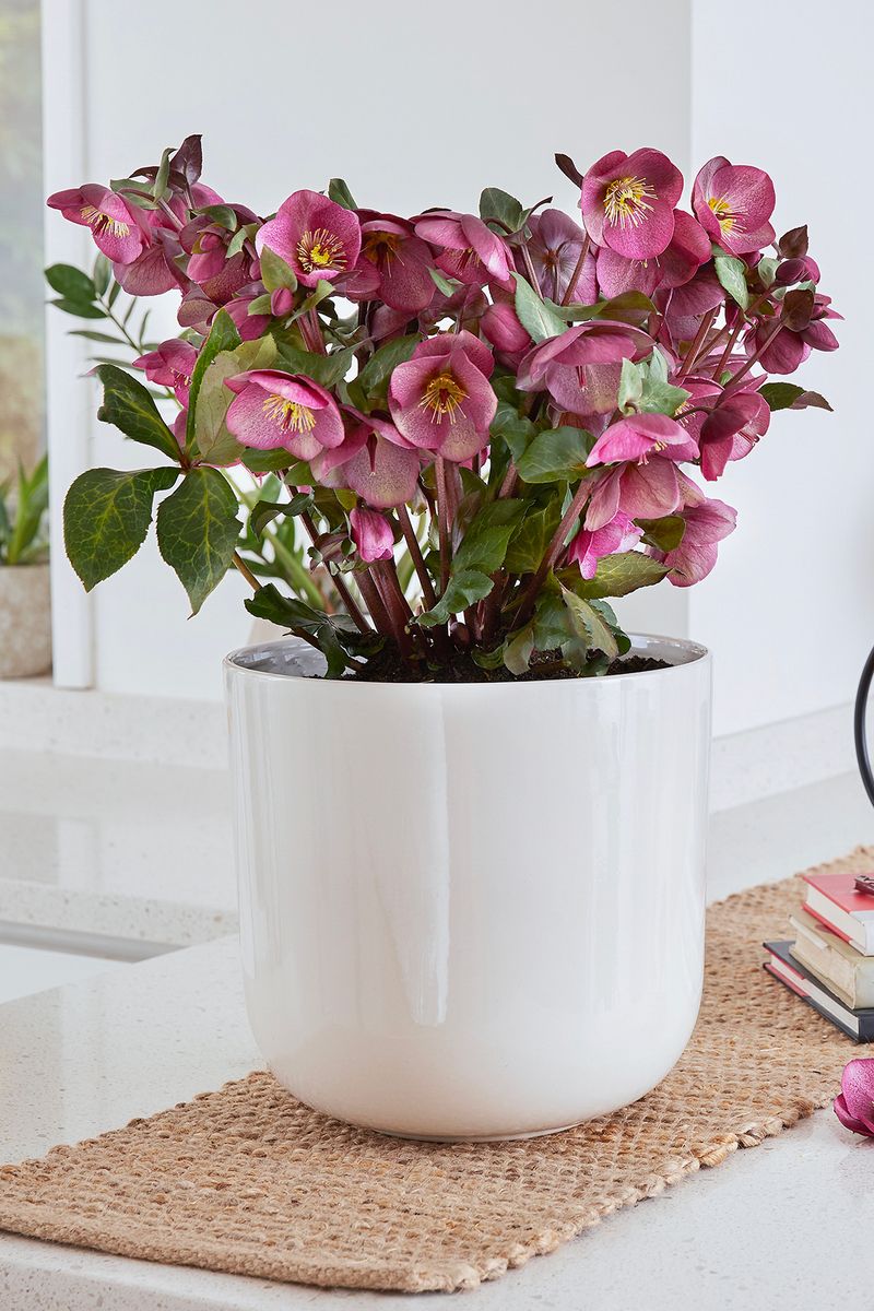 Hellebore FROSTKISS® ‘Charmer’