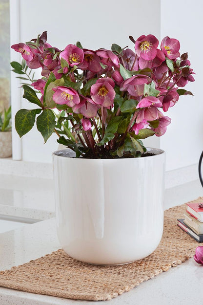 Hellebore FROSTKISS® ‘Charmer’