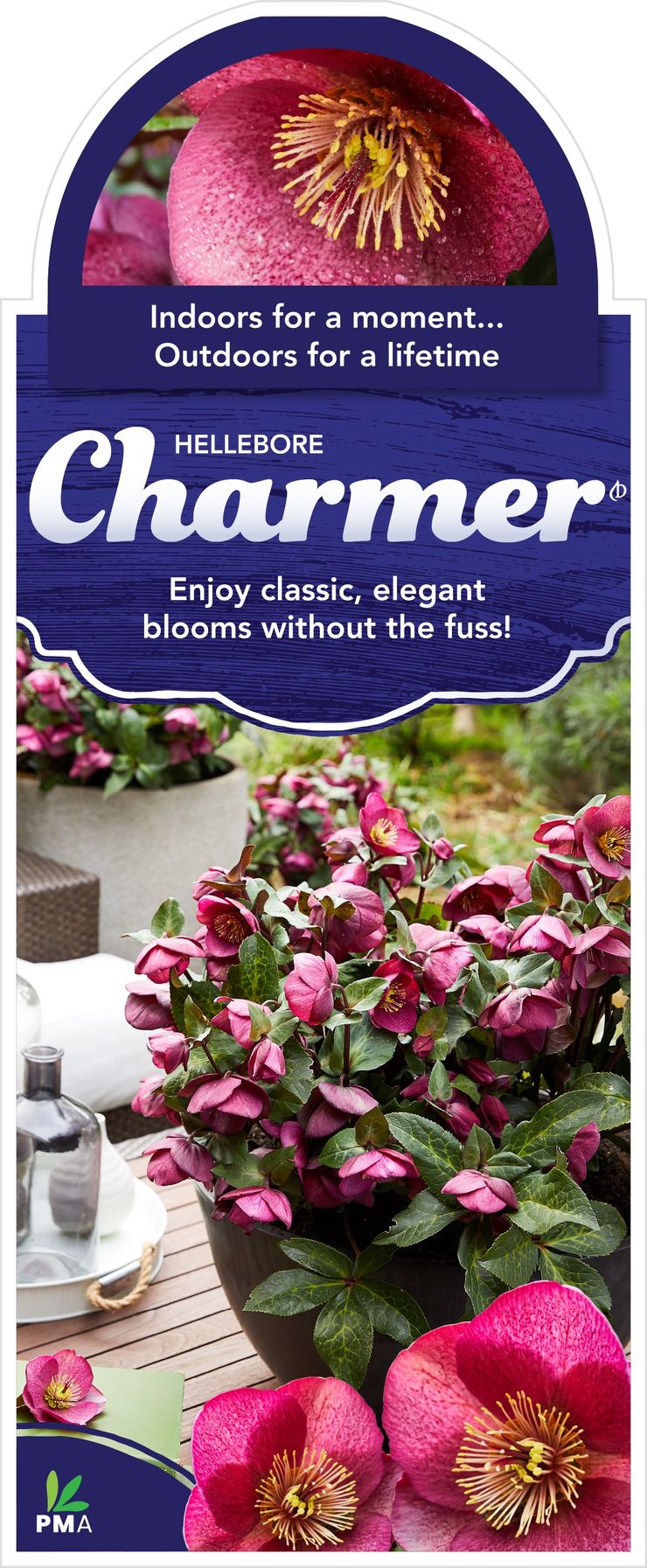 Hellebore FROSTKISS® ‘Charmer’