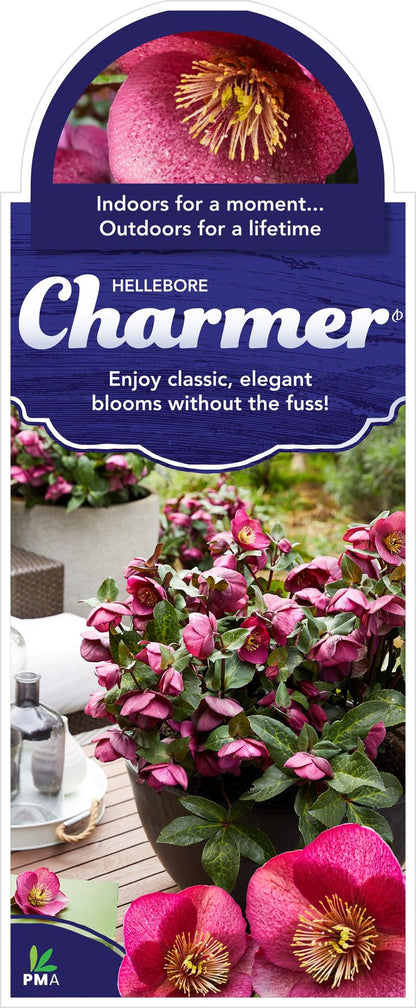 Hellebore FROSTKISS® ‘Charmer’