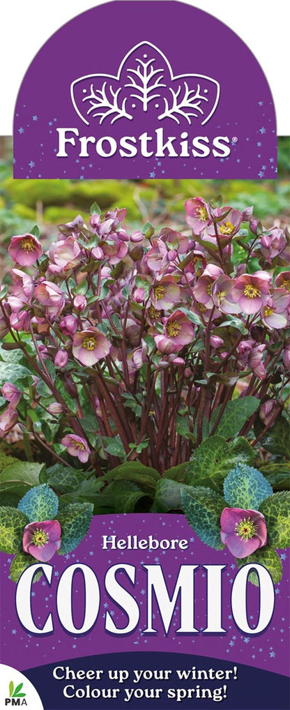 Hellebore FROSTKISS® ‘Cosmio’