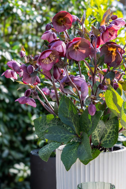 Hellebore FROSTKISS® ‘Cosmio’