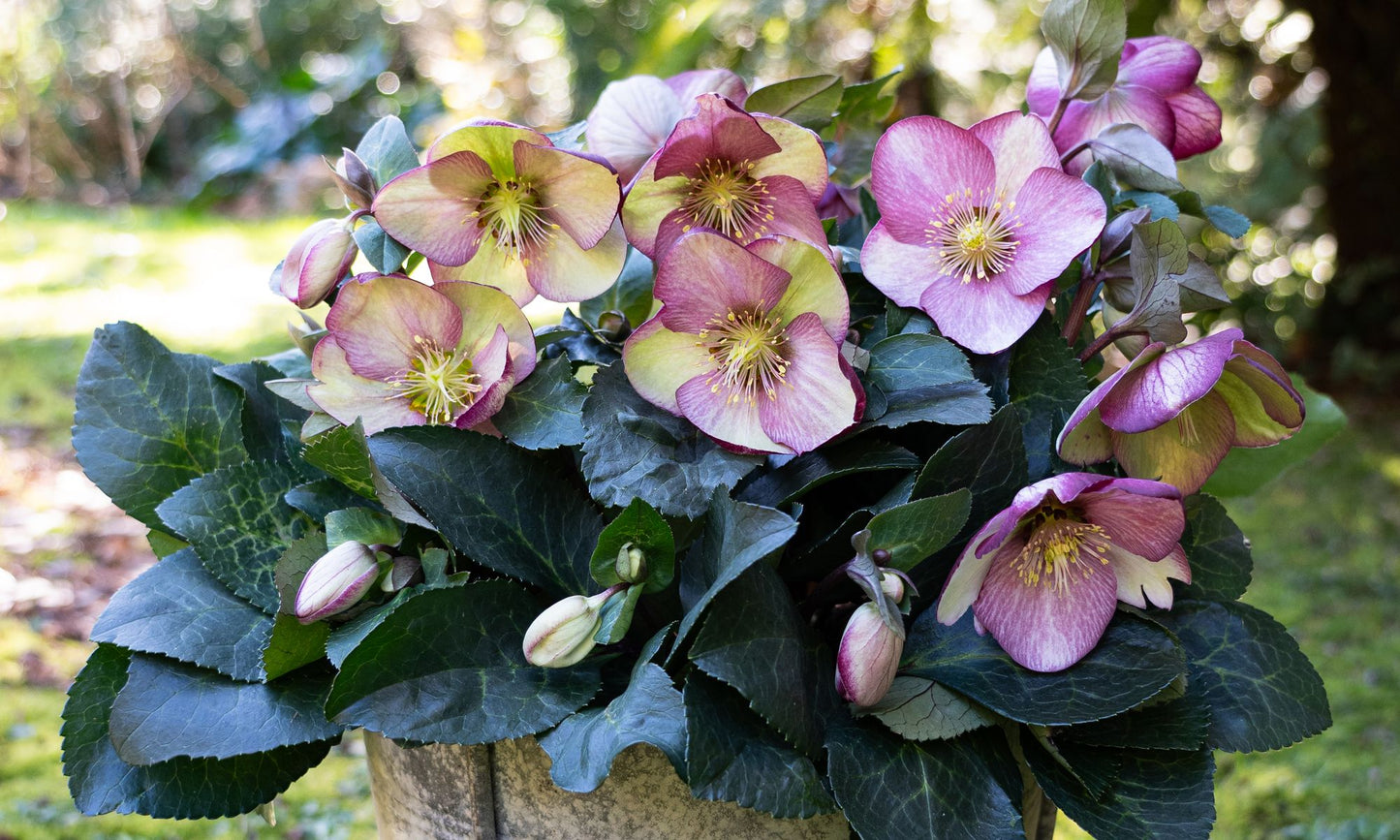 Hellebore FROSTKISS® ‘Magico’
