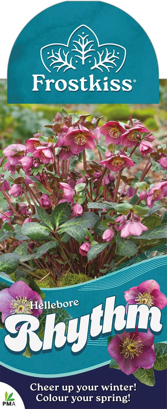 Hellebore FROSTKISS® ‘Rhythm’