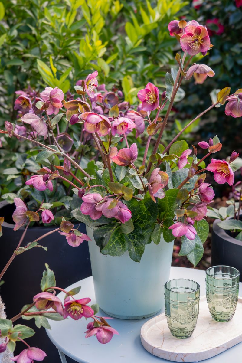 Hellebore FROSTKISS® ‘Rhythm’