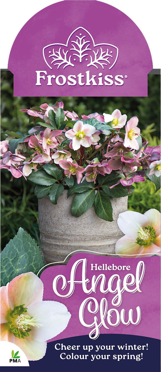 Hellebore ‘FROSTKISS® Angel Glow’