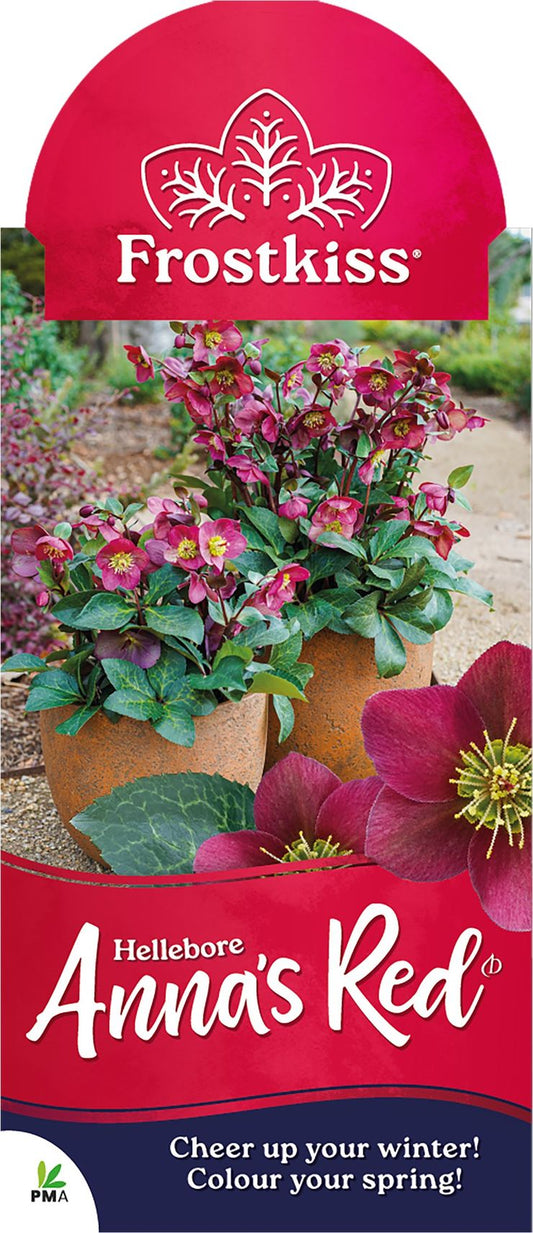 Hellebore ‘FROSTKISS® Anna's Red’