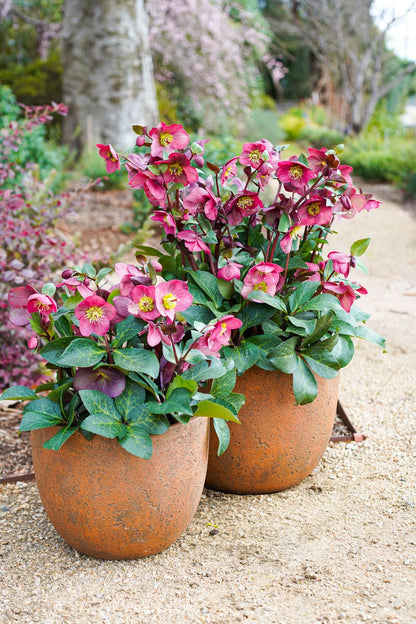 Hellebore ‘FROSTKISS® Anna's Red’