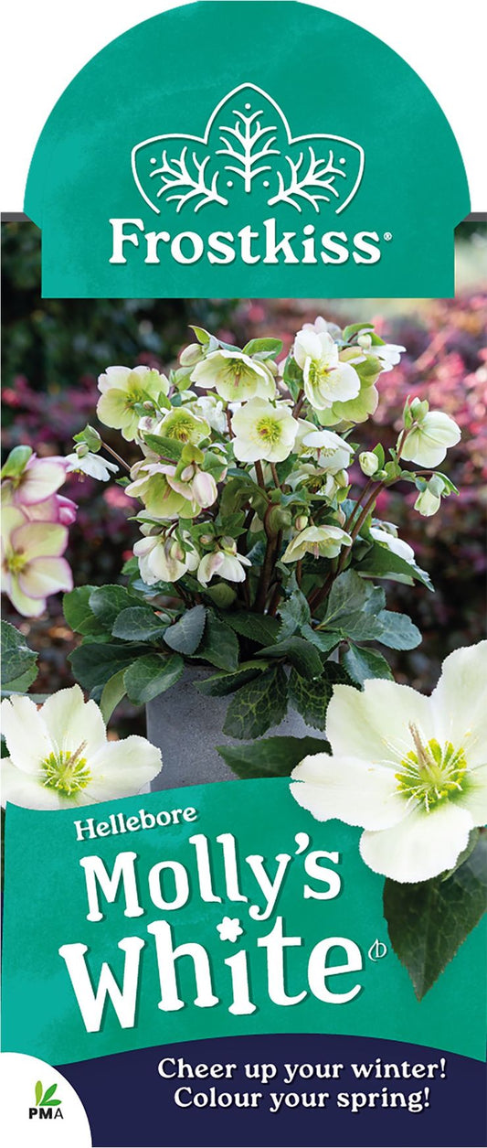 Hellebore ‘FROSTKISS® Molly's White’