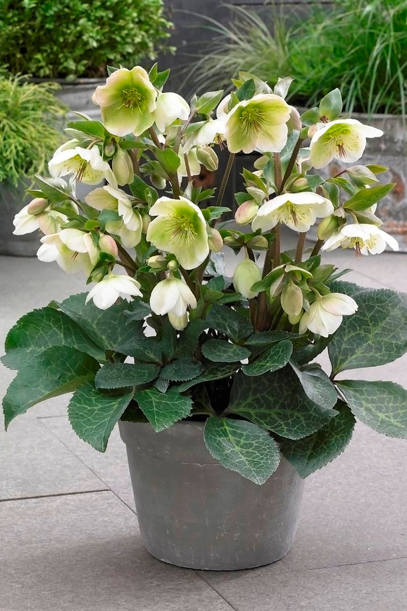 Hellebore ‘FROSTKISS® Molly's White’