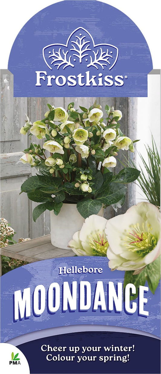 Hellebore ‘FROSTKISS® Moondance’