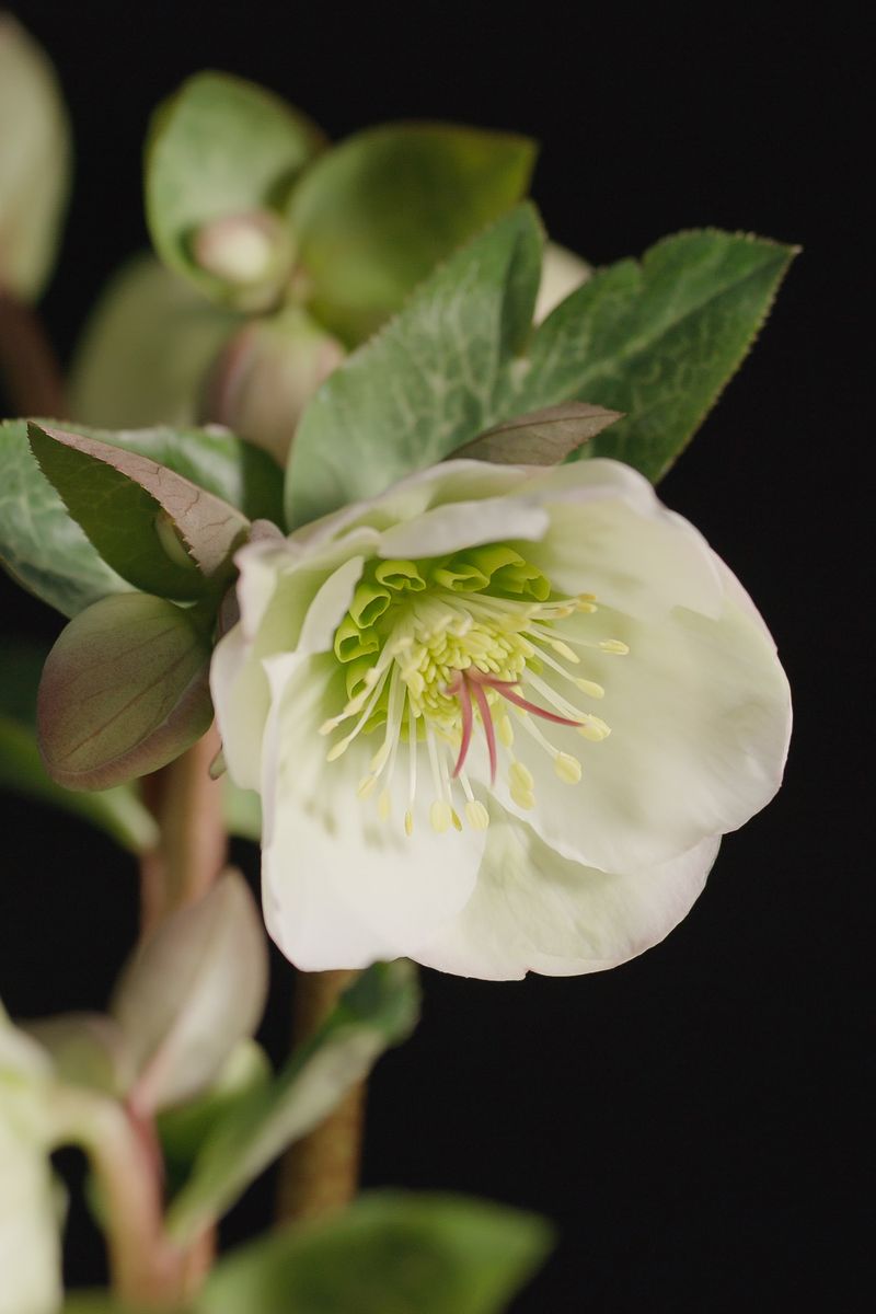 Hellebore ‘FROSTKISS® Moondance’