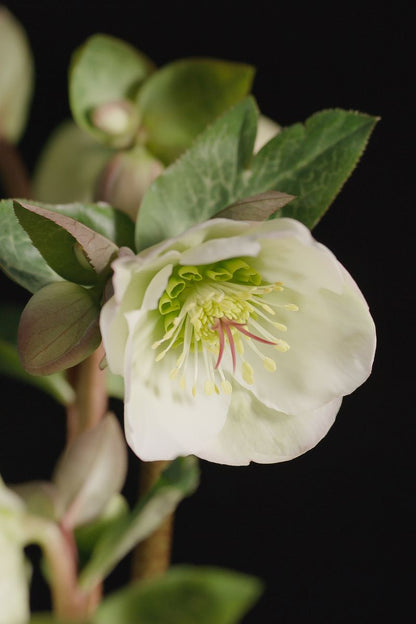 Hellebore ‘FROSTKISS® Moondance’