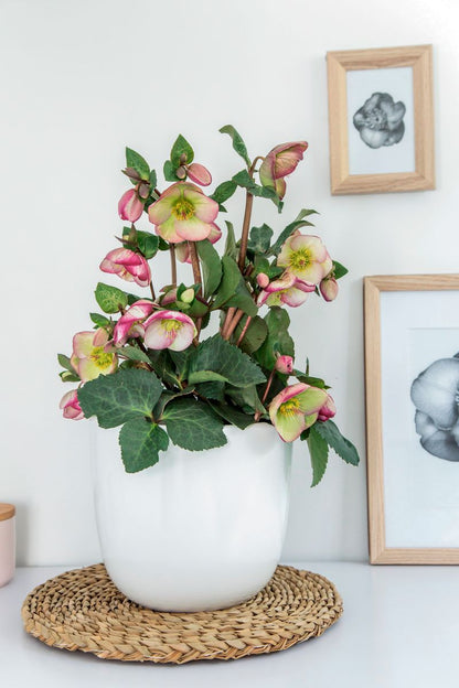 Hellebore ‘FROSTKISS® Sophie's Delight’