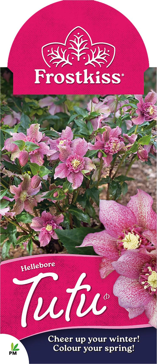 Hellebore ‘FROSTKISS® Tutu’