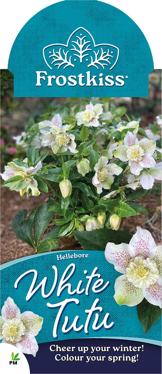 Hellebore ‘FROSTKISS® Tutu White’
