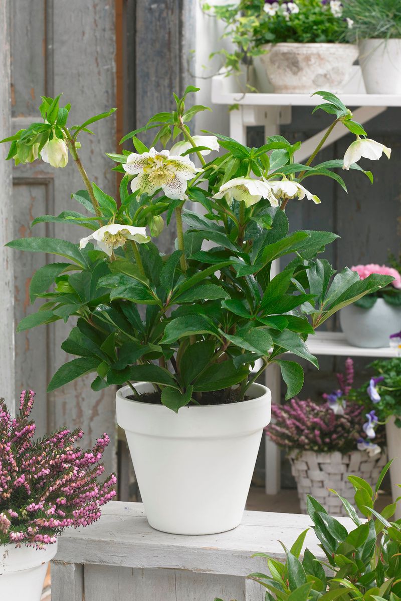 Hellebore ‘FROSTKISS® Tutu White’