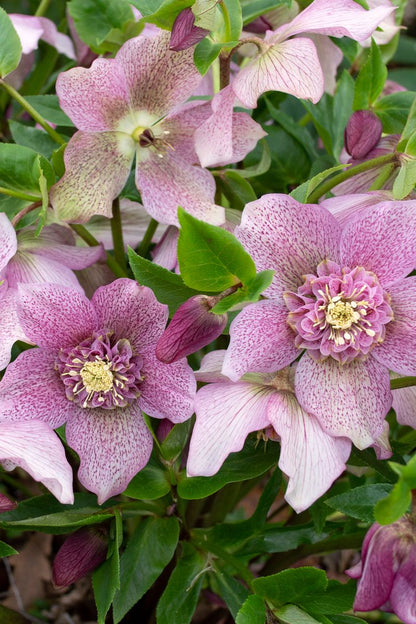 Hellebore ‘FROSTKISS® Tutu’