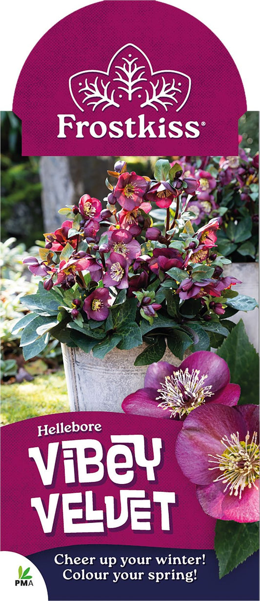 Hellebore ‘FROSTKISS® Vibey Velvet’