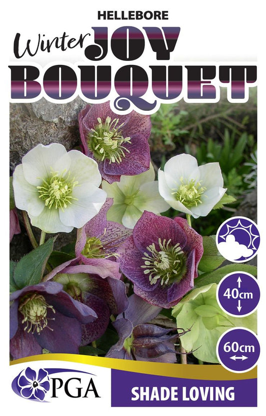 Hellebore ‘Winter Joy Bouquet'