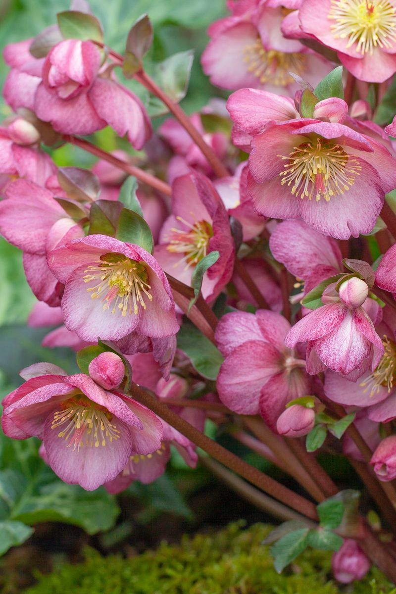 Hellebore FROSTKISS® Elemental