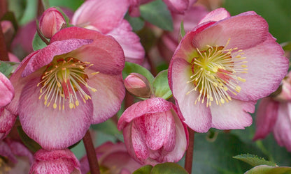 Hellebore FROSTKISS® Elemental