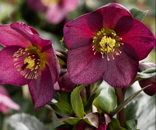 Helleborus Ice N Roses Merlot