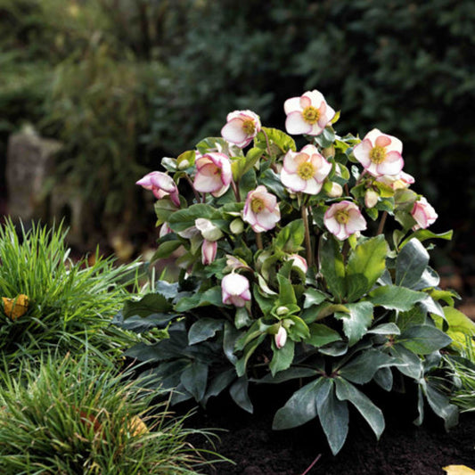 Helleborus Ice N Roses Picotee