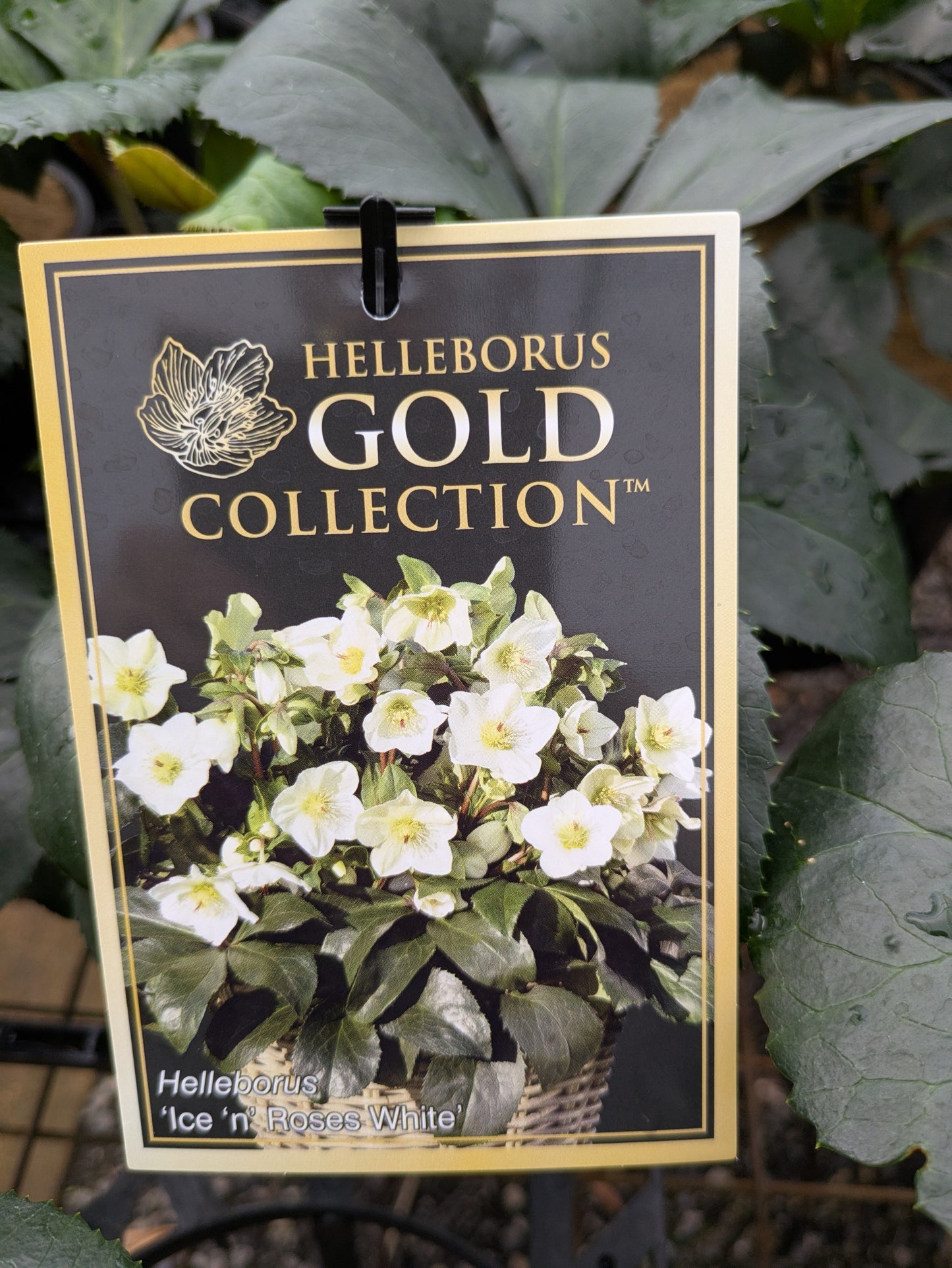 Helleborus Ice N Roses White