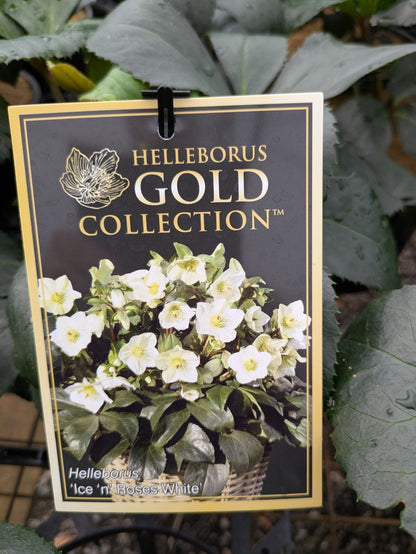 Helleborus Ice N Roses White