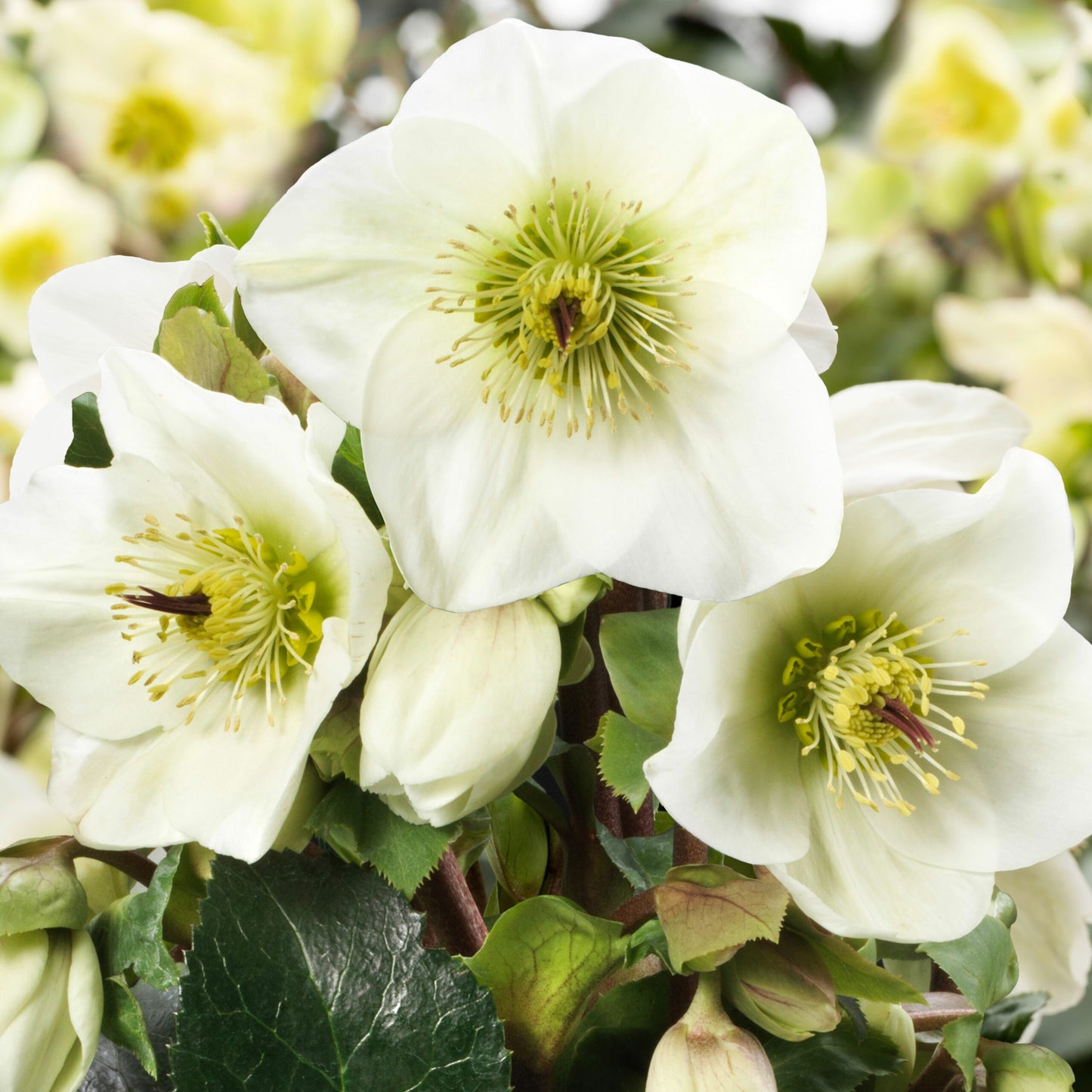 Helleborus Ice N Roses White