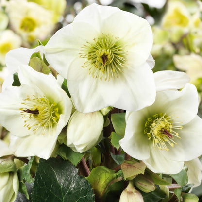 Helleborus Ice N Roses White