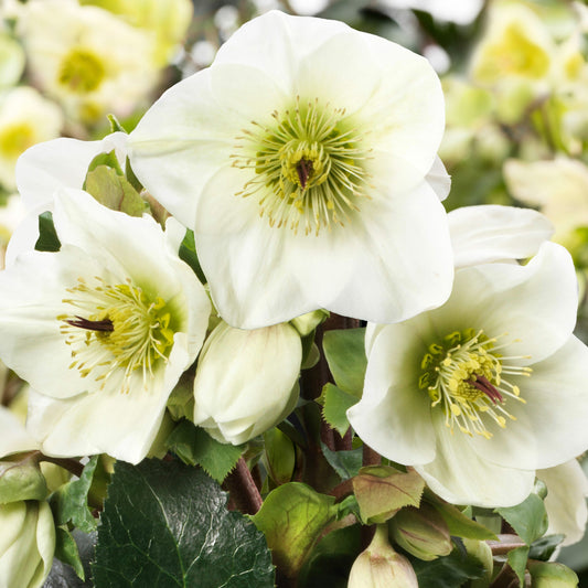 Helleborus Ice N Roses White