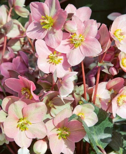 Helleborus Pink Frost™