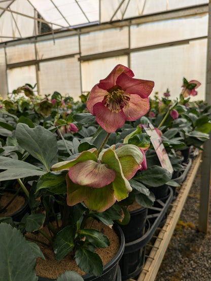 Helleborus Winter Ballet Karli