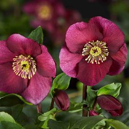 Helleborus Winter Ballet Karli
