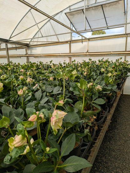 Helleborus Winter Ballet Katie