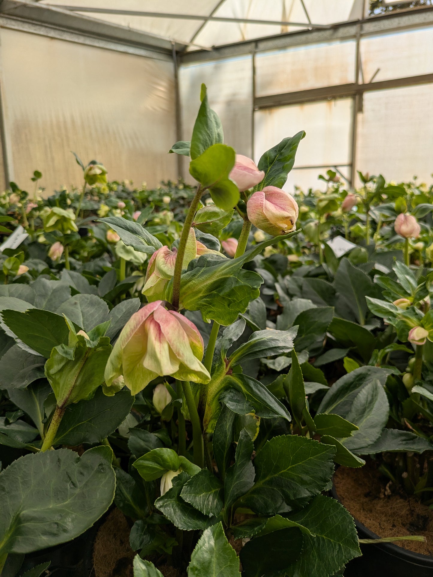 Helleborus Winter Ballet Katie