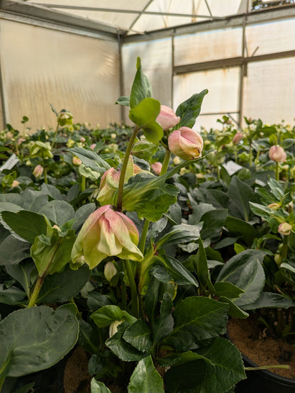 Helleborus Winter Ballet Katie