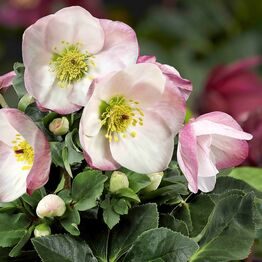 Helleborus Winter Ballet Katie