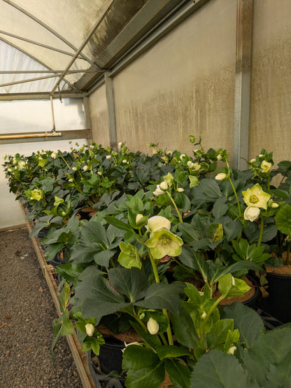 Helleborus Winter Ballet Lisann
