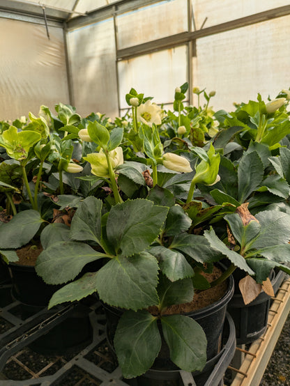 Helleborus Winter Ballet Lisann