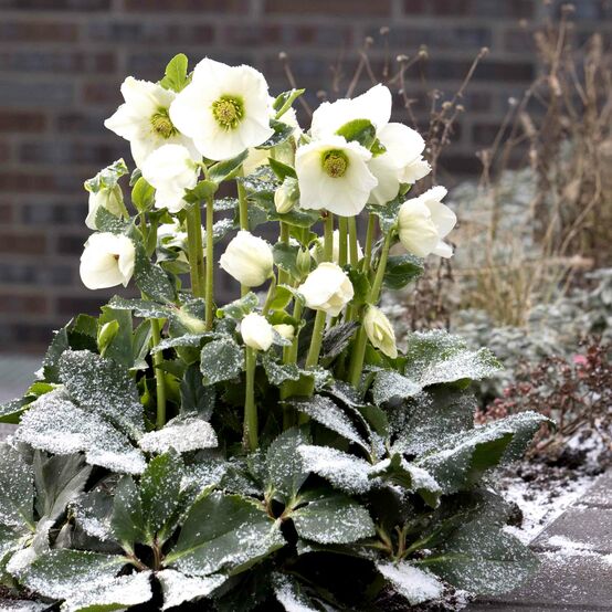 Helleborus Winter Ballet Lisann