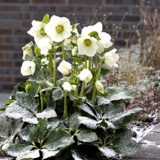 Helleborus Winter Ballet Lisann