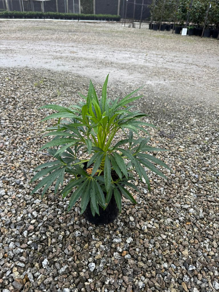 the plant broker