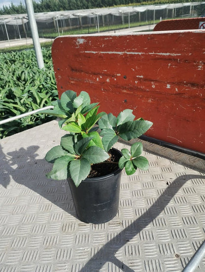 Helleborus x ericsmithii 'Ice Breaker Max'