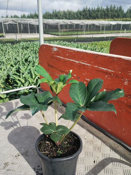 Helleborus x glandorfensis 'Ice 'n' Roses Picotee'