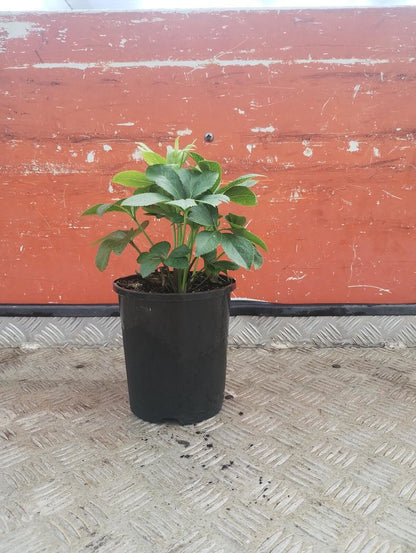 Helleborus orientalis Alba